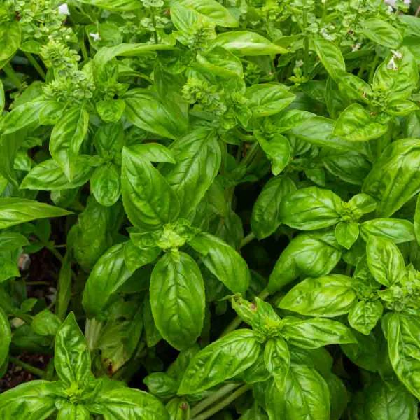 Aromatiques - Basilic Genovese - BIO - face recto